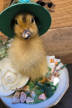 Load image into Gallery viewer, Spring Chick