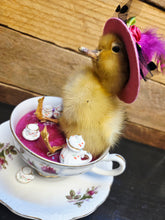 Load image into Gallery viewer, Spring Chick