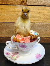 Load image into Gallery viewer, Spring Chick