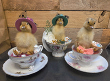 Load image into Gallery viewer, Spring Chick
