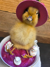 Load image into Gallery viewer, Spring Chick
