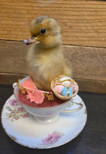 Load image into Gallery viewer, Spring Chick
